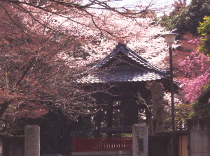 鐘と桜