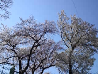 左がソメイヨシノ、右が山桜